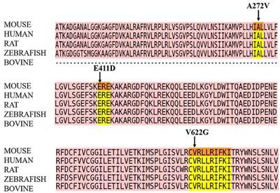 Disruption of mitochondrial and lysosomal functions by human CACNA1C variants expressed in HEK 293 and CHO cells